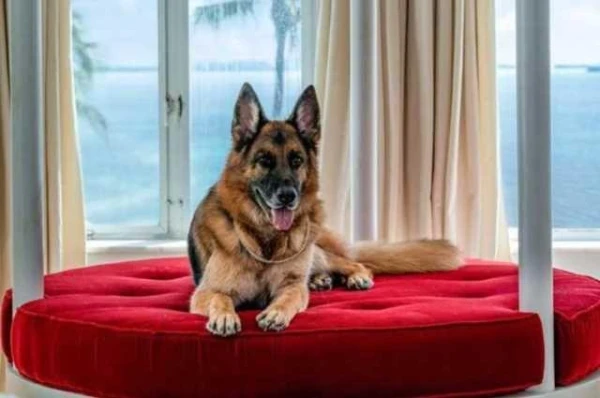 Kuri dzīvnieki pasaulē ir visbagātākie?