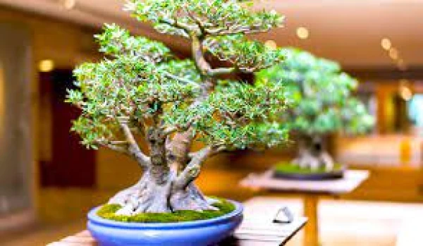 Bonsai izcelsme