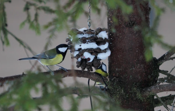 Otrdien valsts dienvidos turpinās snigt