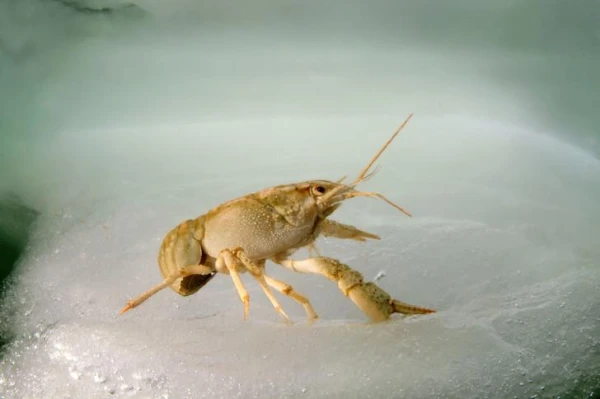 Gliemežvāku krabi arvien biežāk izmanto plastmasas atkritumus kā čaulas