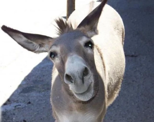 Kā ēzelis kļuva par Buridāna neizlēmības simbolu?