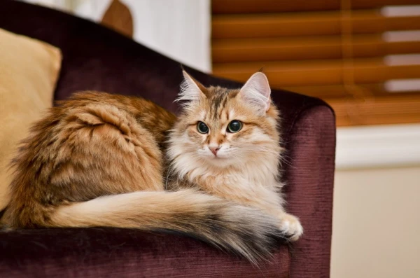 Kāpēc kaķi skatās vienā punktā un biedē saimniekus ar šņākšanu: zinātnieki izskaidro dīvaino uzvedību