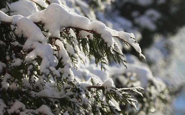 Ceturtdien gaidāms saulains laiks