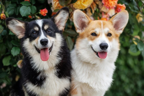 Zinātnieki turpina pētīt suņus un viņu saimniekus: šoreiz novērtēja mājdzīvnieku purnu izteiksmi