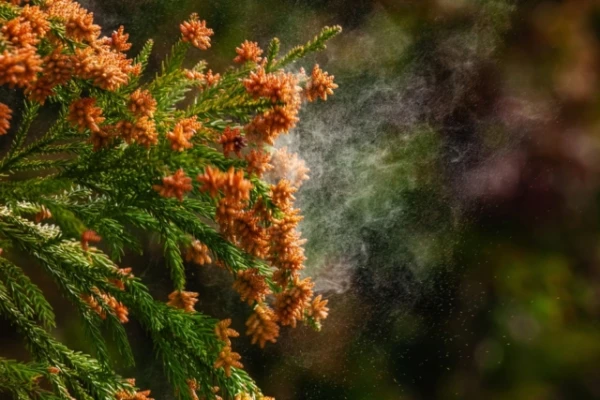 Mākslīgais apgaismojums pagarina ziedputekšņu sezonu un kaitē alerģijas slimniekiem