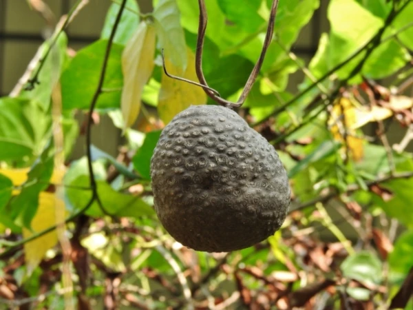 Šis augs spēj manipulēt putnus ar viltus ogām