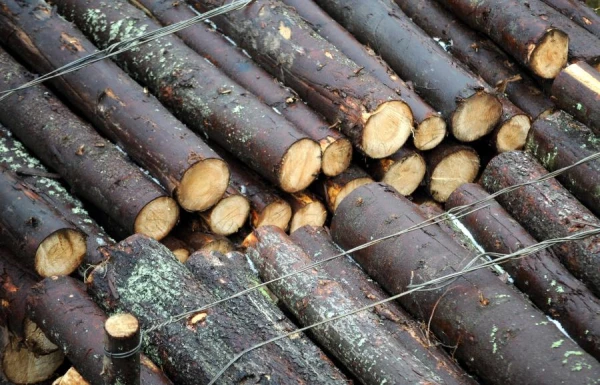 «Latvijas valsts meži» lūdz tiesu atzīt ilgtermiņa mežizstrādes līgumus par spēkā neesošiem