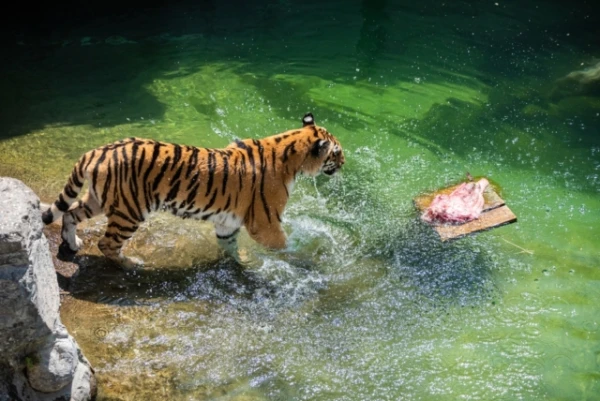 Zoodārzos kļūst pārāk daudz vecu dzīvnieku — zinātnieki konstatējuši draudus sugu saglabāšanai