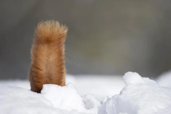 Kādas ir astes funkcijas zīdītājiem?