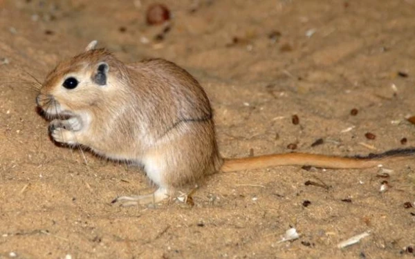 Kā dzīvnieki tuksnesī apmierina savas ūdens vajadzības?