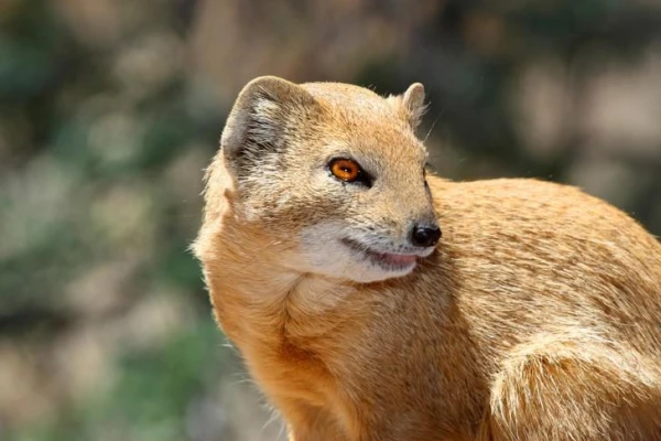 Vai mangusts ir imūns pret čūsku indi?