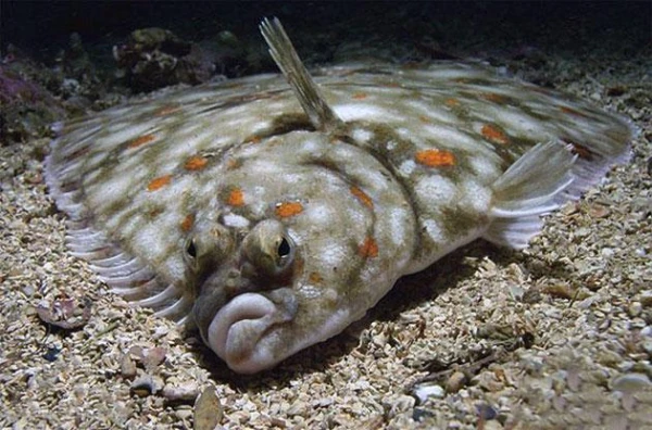 Aļaskā izveidota asociācija plekstes popularizēšanai