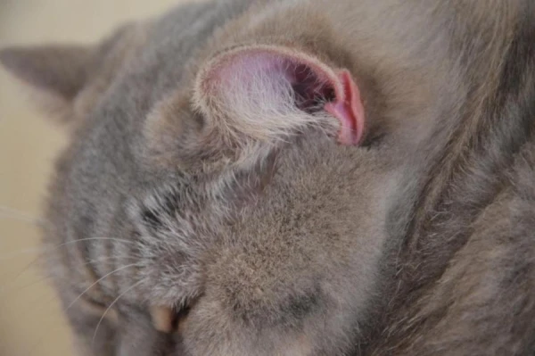 Interesanta iezīme: kāpēc kaķiem ausīs ir «kabatiņa»