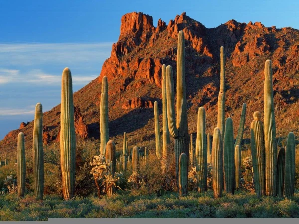 Vai kaktusu var ēst?