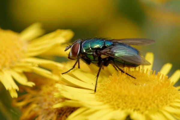 Zinātnieki noskaidroja, kā muša nosēžas uz griestiem