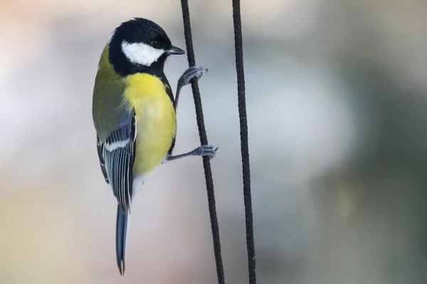 Ceturtdien Latgales dienvidos gaiss iesils līdz nulle grādiem