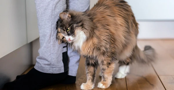 Kaķu noslēpumi: kāpēc mīlulis seko saimniekam