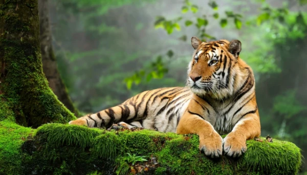 Kāpēc tīģeri ir oranži?