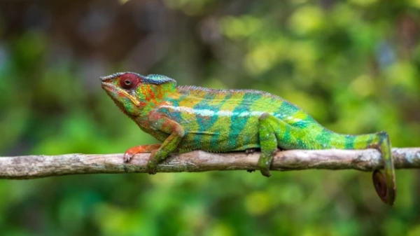 Kādas rāpuļi var izdzīvot veselu gadu bez ēdiena