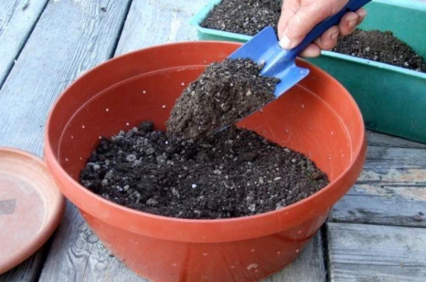 Kā pareizi sagatavot barojošu maisījumu dēstiem?