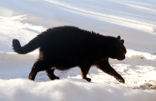 Sestdien spīdēs saule un snigšana mitēsies