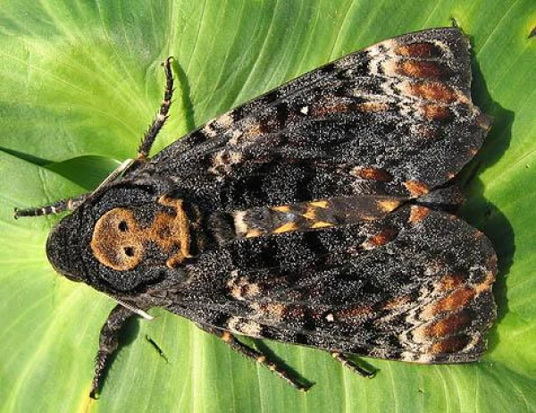 Vai kukaiņi var izdot skaņas?