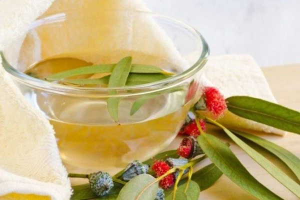 Terapeits paskaidroja, kuri augi palīdzēs atbrīvoties no vīrusiem dzīvoklī