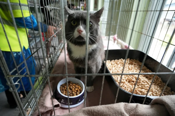 Valsts nodrošinātas diennakts neatliekamās veterinārās palīdzības sistēmas izveide nav finansiāli īstenojama