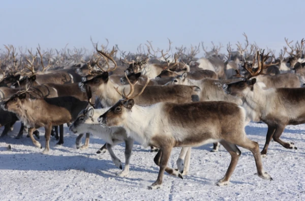 Kāpēc brieži veido apļveida grupas?