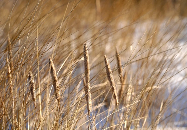 Februāra pēdējā nedēļā palaikam iespējams atkusnis