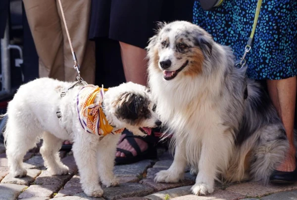 Kāpēc suņi, sastopoties, ož viens otru pie astes?