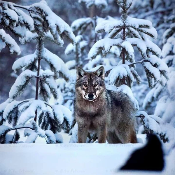 Ceļojošais vilks: kā plēsējs pārvarēja rekordlielus 1 240 kilometrus