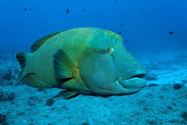 Kā zivis mijiedarbojas cita ar citu?