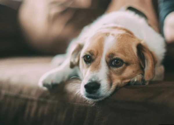 Nosaukts veids, kā atpazīt mājdzīvnieka vientulību
