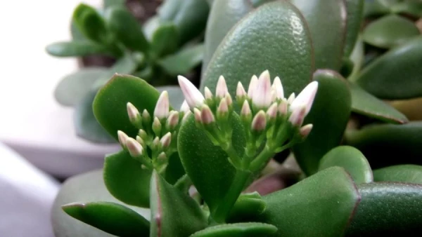 Kā pareizi kopt «naudas koku» mājas apstākļos?