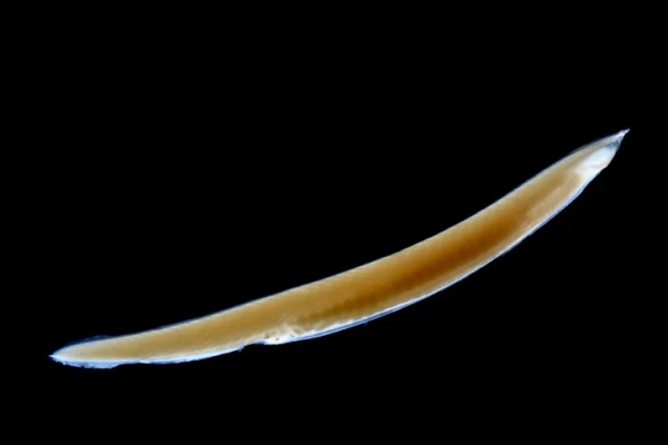 Kura dzīvnieka āda ir visplānākā?