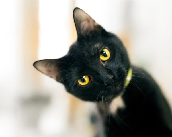 Kāpēc kaķiem uz ausīm veidojas plikumi?