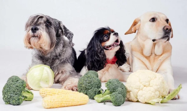 Kā no pieradināta vilka radās daudzas suņu šķirnes?