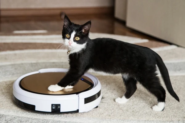 За домашними питомцами нужен присмотр.