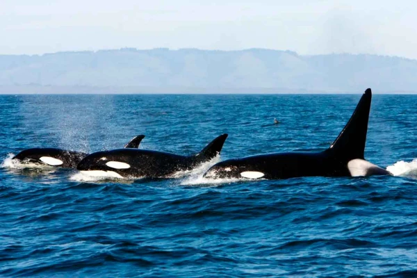 Высшие хищники стоят вверху пищевой цепи.