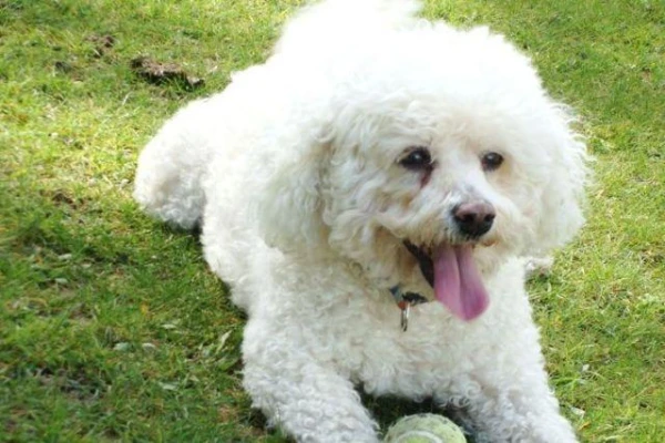 Veterinārārsti izskaidroja, kāpēc suņiem parādās blaugznas