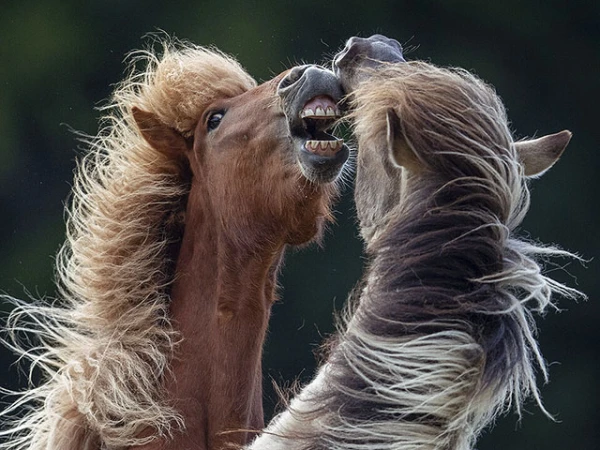 Так они общаются между собой.