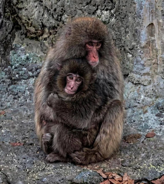 Панч нашел приемную родительницу.