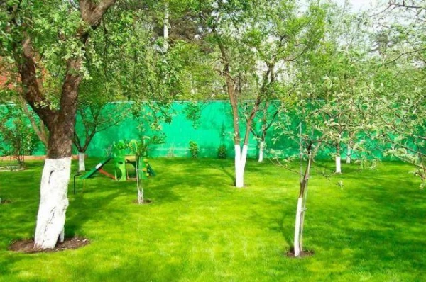 Ieelpojiet dziļāk: nogatavojušu augļu aromāts uzveic vēža šūnas