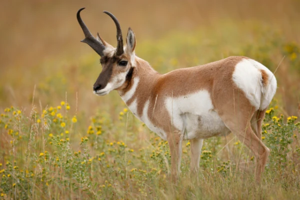 Vilorogu antilopes kļuva par ātrākajām krietni pirms gepardu parādīšanās