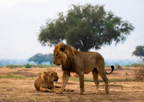 Pirmo reizi pasaulē brakonieris notiesāts, pamatojoties uz lauvas DNS analīzi