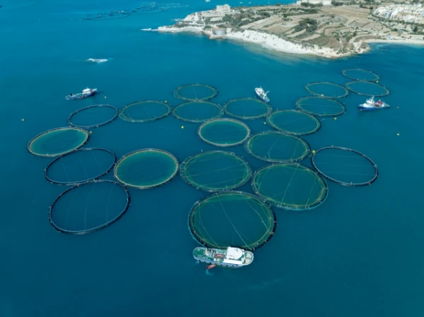 Kāpēc drošāk ēst uz fermām audzētu zivi nekā savvaļas?