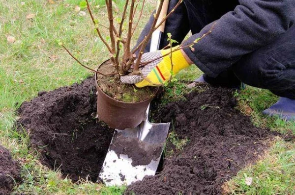 Kā pareizi izvēlēties stādus vasarnīcas dārzam?