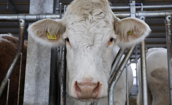 Zinātnieki atklājuši noslēpumu, kā jaku govis iztur salu līdz mīnus 60 °C