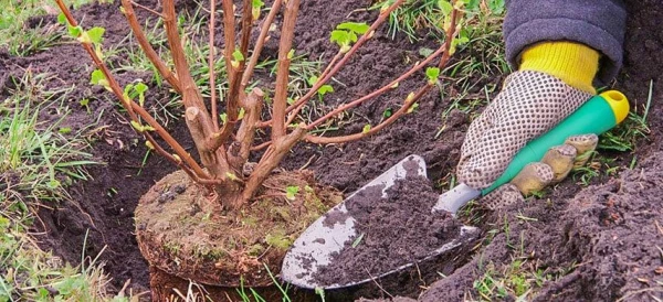 Kā pareizi veikt pavasara stādīšanas darbus dārzā?